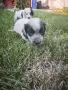 *кученца спешно*, снимка 6