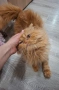 Персийски котарак , снимка 1