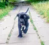 Продавам чистокръвно Кане Корсо, снимка 2