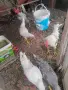 Млади петли на пет месеца , снимка 3