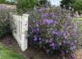Руелия, Мексиканска петуния, Ruellia Purple Mexican Petunia!!!, снимка 4