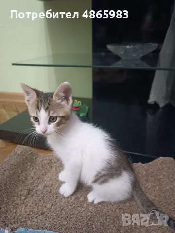 🐾 Търся дом за едно прекрасно мъжко котенце, снимка 5 - Други - 55025235