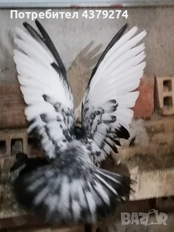 Николаевски пеперуди, снимка 5 - Гълъби - 54031886