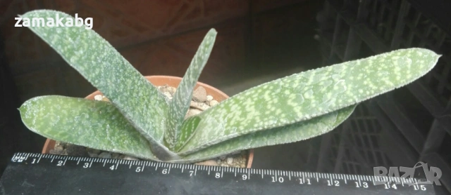 Гастерия (Gasteria), сукулентно растение