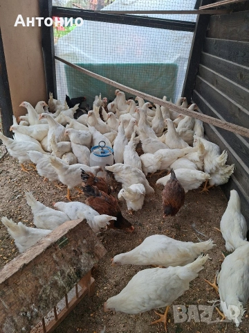 Ярки лекхорни