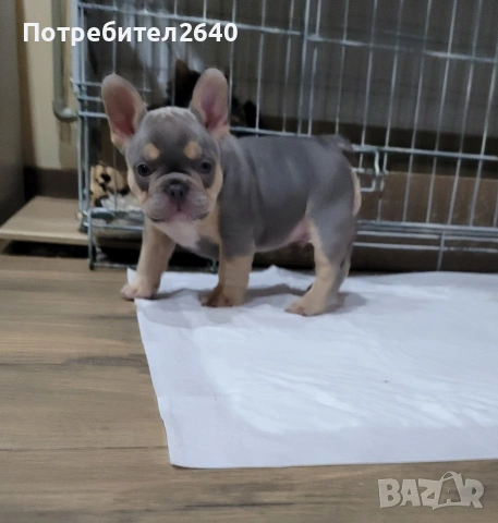 Френски булдог лилак тан (lilac tan), снимка 5 - Френски булдог - 54724266