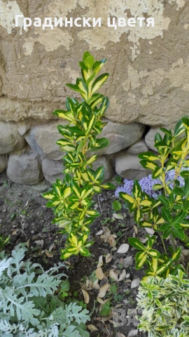 От април Храст Евронимус японика Вариегата /Euonymus japonicа aurea/, снимка 3 - Градински цветя и растения - 38471351