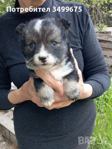 подарявам кученца, снимка 5 - Други - 54357004