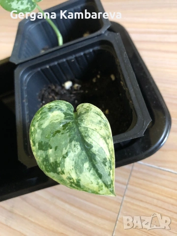 Scindapsus Mayari 