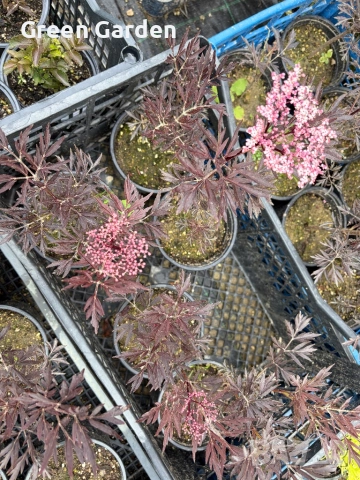 Бъз Sambucus migration “Eva”, снимка 4 - Градински цветя и растения - 54784065