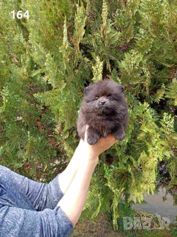 Женски Померани. Реални снимки от 29.04.2026 г. , снимка 5 - Померан - 54293722