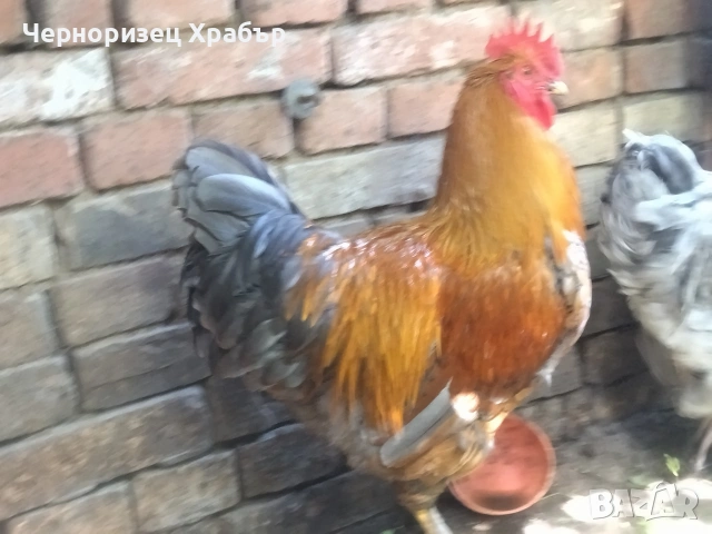 Домашни петли