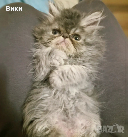 Екзотични  персийски 