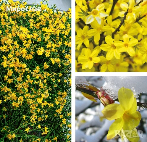 Продавам растение Зимен Жасмин (Jasminum nudiflorum), снимка 9 - Градински цветя и растения - 54579336