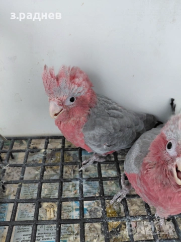 Бебета розово какаду, снимка 2 - Папагали - 54266580