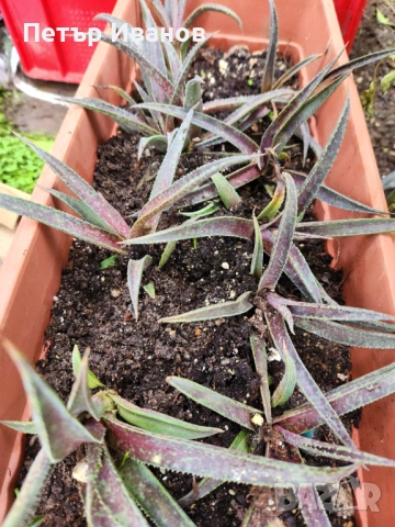 Мангаве , снимка 3 - Градински цветя и растения - 54164179