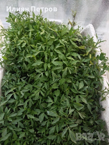 Разсад домати 