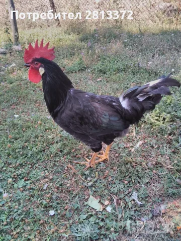 Петли Петел Черен Легхорн Leghorn