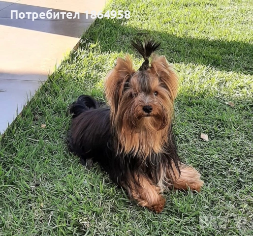 СУПЕР МИНИ ЙОРКИ Доставка, снимка 7 - Йоркширски териер - 54749561