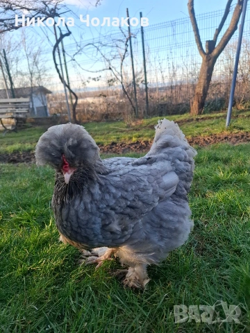 Струмски стандарт яйца , снимка 5 - Кокошки и пуйки - 54215282