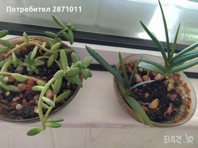 алое без бодли + седум + коледниче
