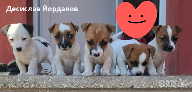 Джак Ръсел Териер 