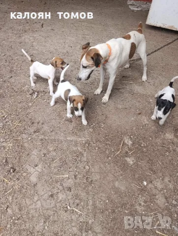 куче 🐕 Джак Ръсел 