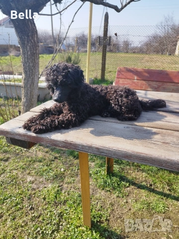 Мини пудел , снимка 6 - Пудели - 54131695