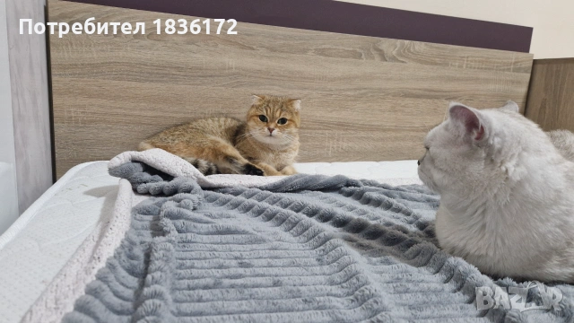Сребърна чинчила момче и момиче, снимка 5 - Британска късокосместа - 55006009