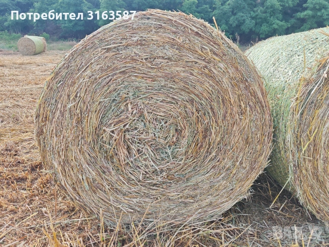 Ролонни бали от овес със зърно, снимка 7 - За селскостопански - 55007844