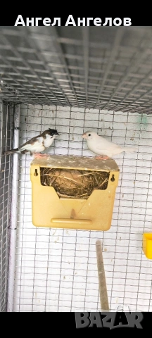 японски амадини 