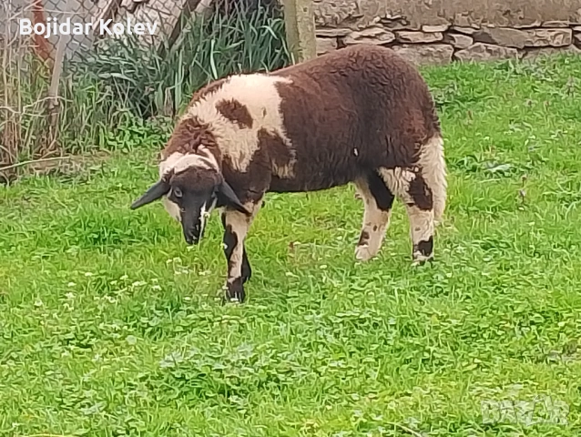 Продава се агне, снимка 2 - Овце - 54163065