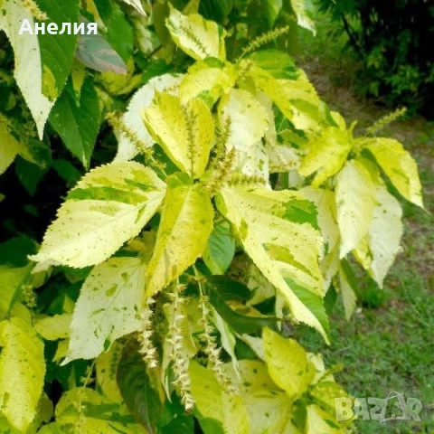 Acalypha wilkesiana с шарени листа