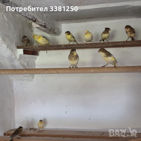 Канарчета