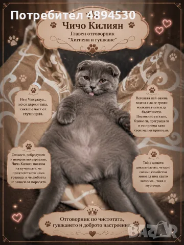 Чистокръвни мини Чихуахуа, снимка 16 - Чихуахуа - 55383127