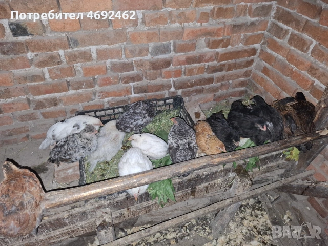 Ярки на различни възрасти