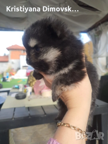 Продавам померан , снимка 10 - Померан - 54177752