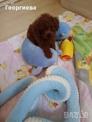 Пудел той/Poodle toy , снимка 3 - Пудели - 55303947