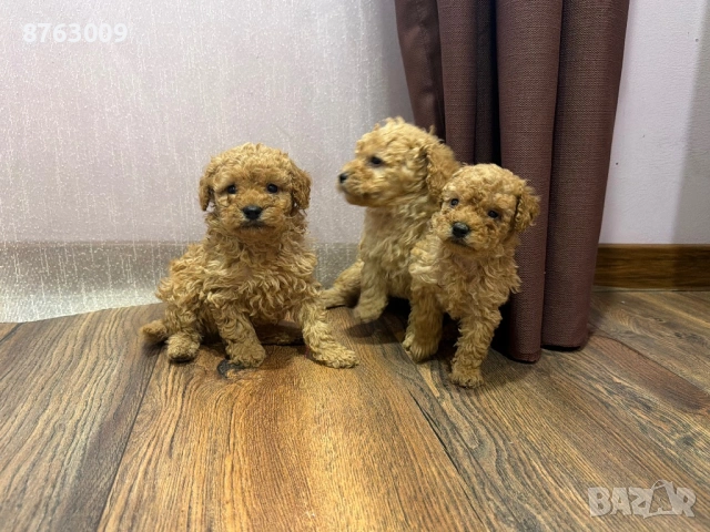 Пудел той , снимка 3 - Пудели - 54235673