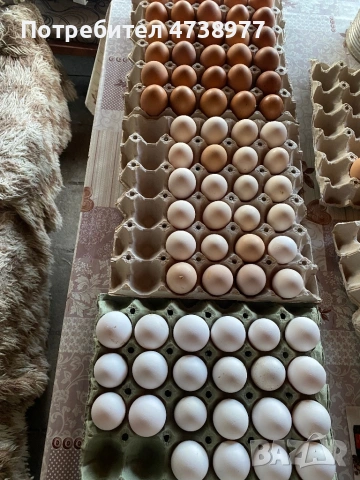 Разплодни яйца, снимка 7 - други­ - 54272318