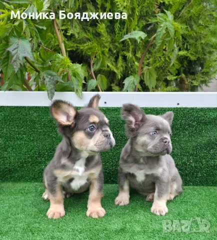 Френски булдог-момчета