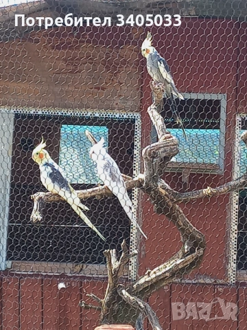 Продавам корели