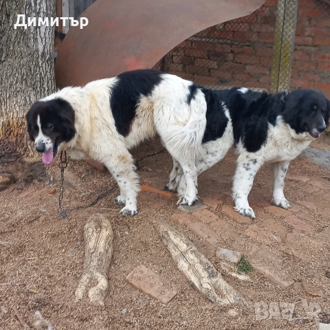 мъжко кутре, снимка 8 - Каракачанска овчарка - 55009794
