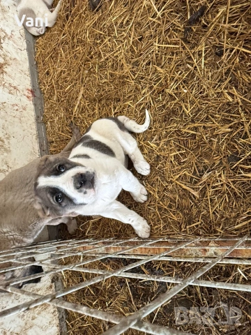 Аласай / САО , снимка 11 - Алабай - 54093320