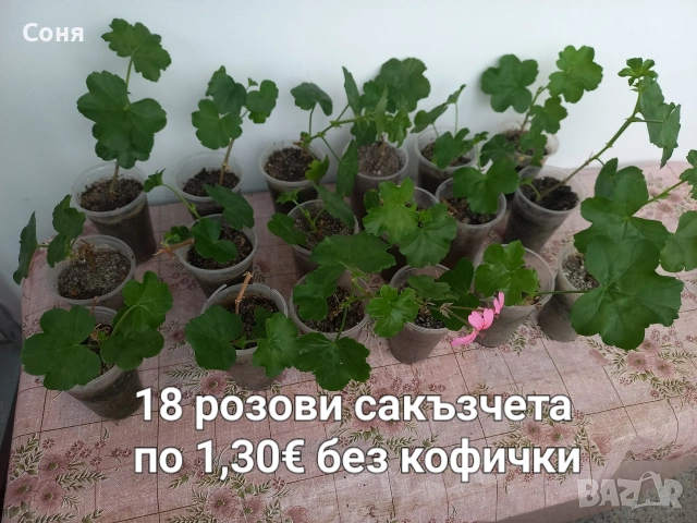 Тъмно червени и розови сакъзи, снимка 6 - Градински цветя и растения - 53689994