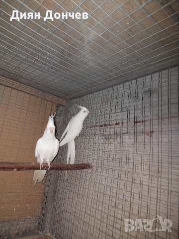 Продавам чифт бели корели 