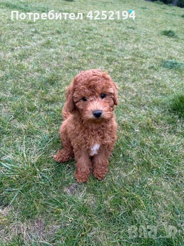Мини пудел женско , снимка 4 - Пудели - 53865447