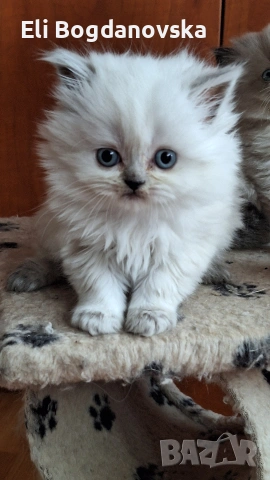 Красиви,пухкави персийски котенца
