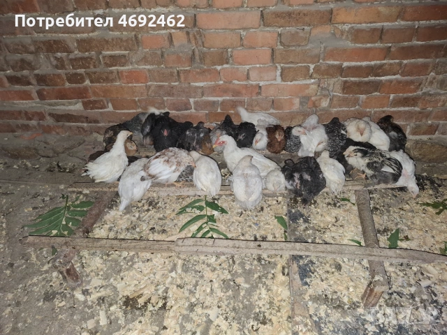 Ярки на различни възрасти, снимка 2 - Кокошки и пуйки - 54839881