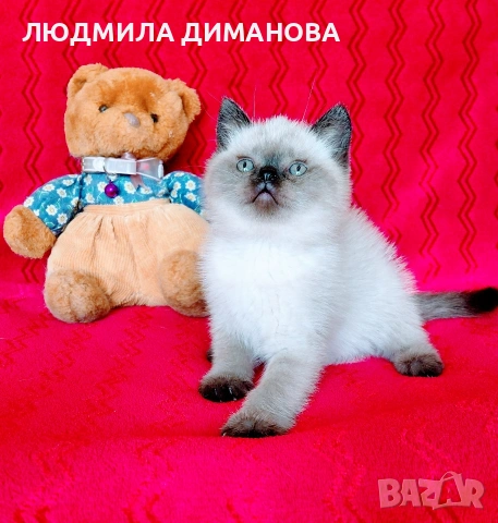 Шотландско мъжко Скоттиш Страйт. , снимка 6 - Британска късокосместа - 54487980